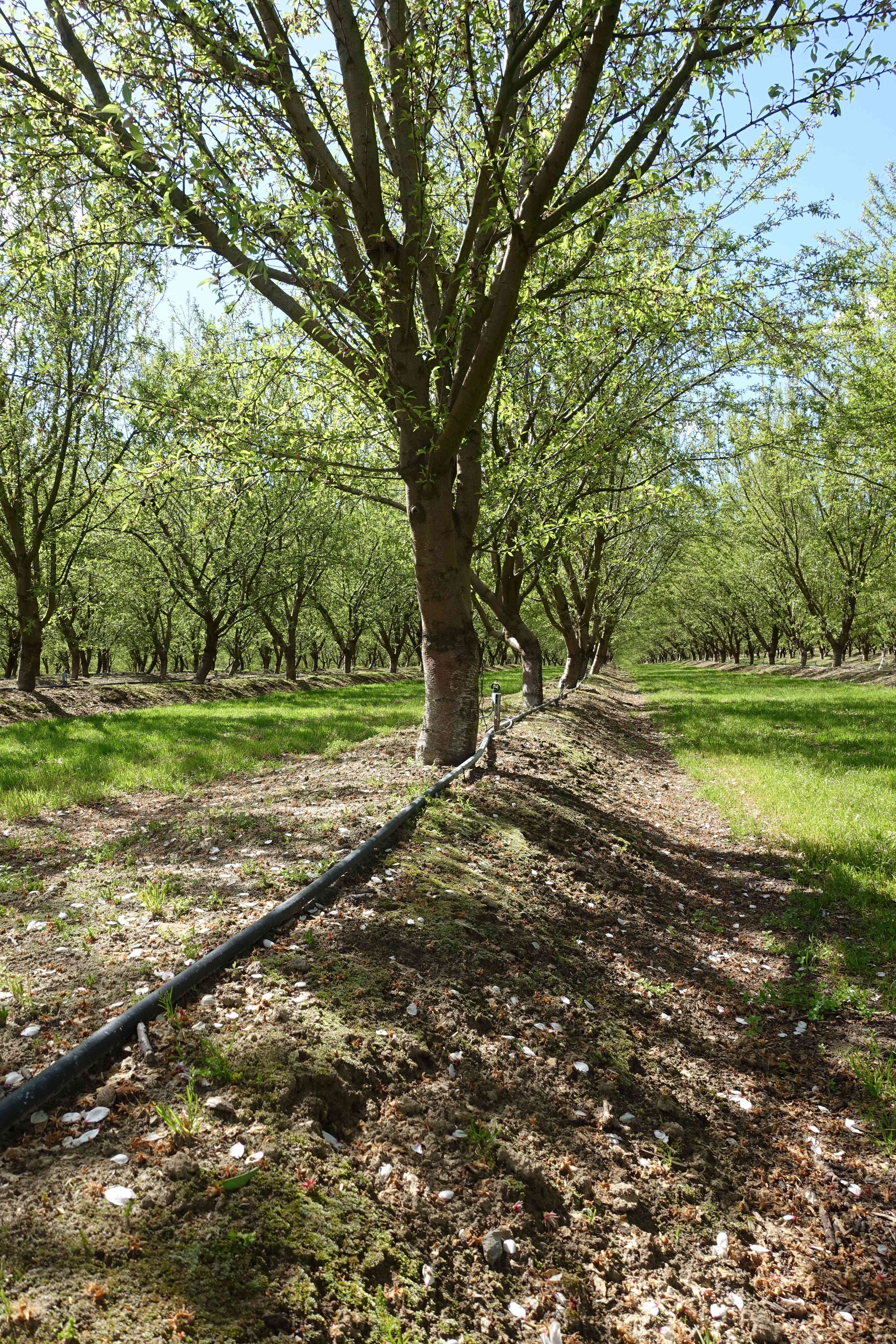 Microsprinkler line in an almond orchard