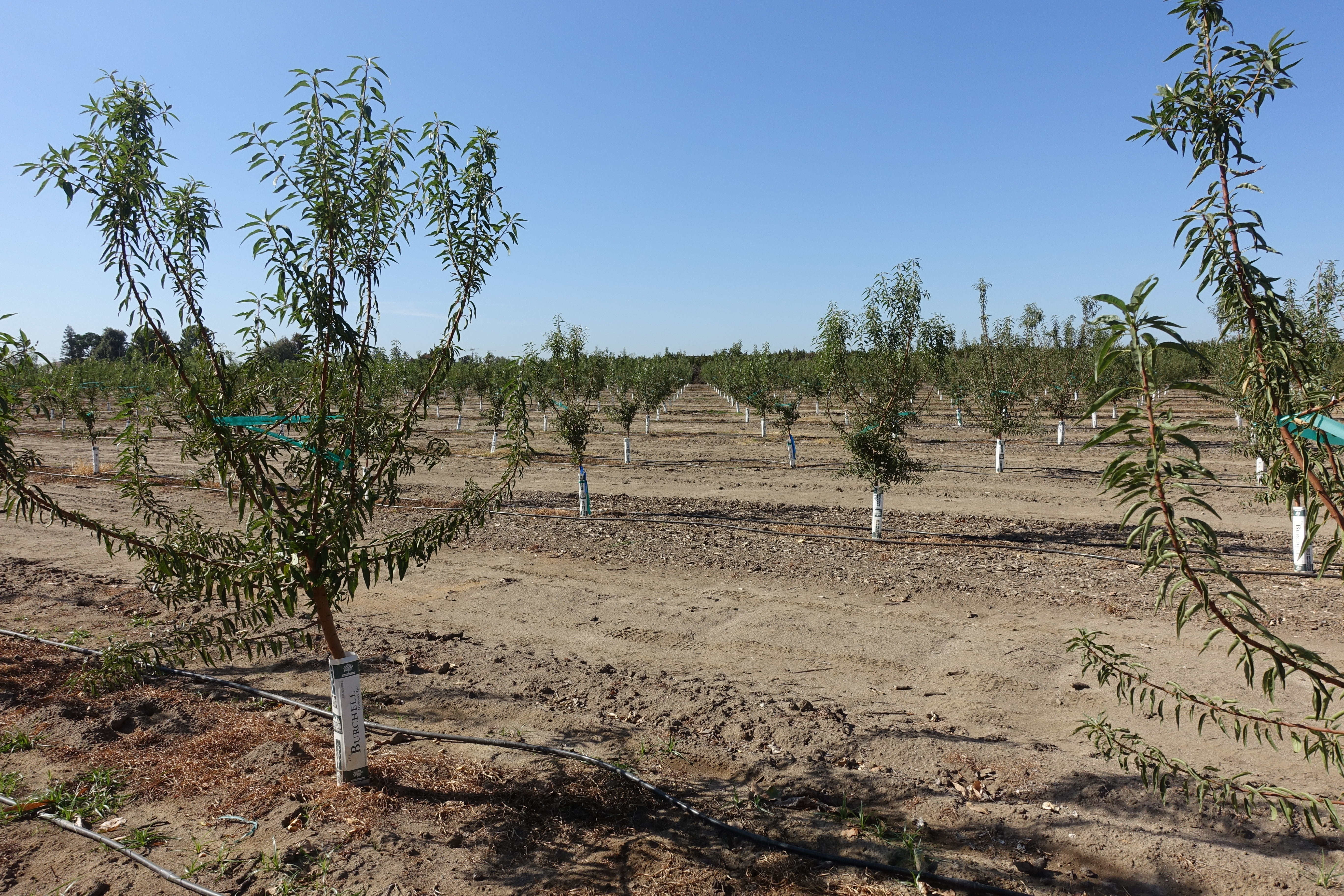 One-year-old almond trees in demonstration orchard at CSU Fresno